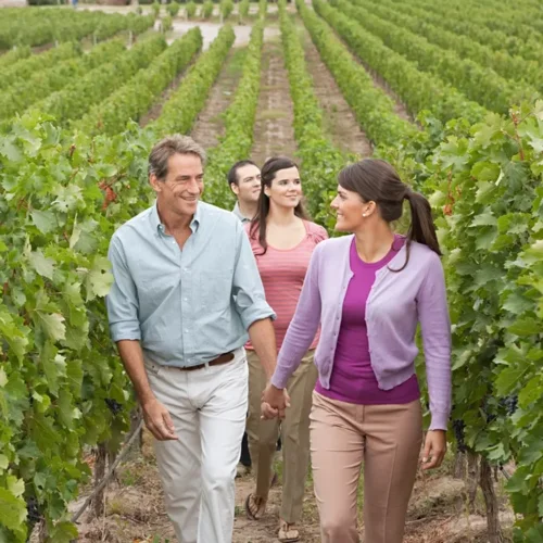 Wine Tour Guide: Tasting the Best Vineyards